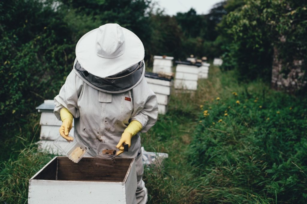 Beginner's beekeeping guide
